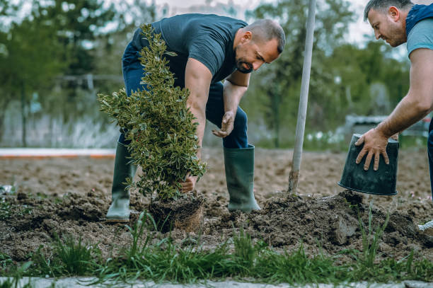 Trusted Lamont, MI Tree Service Experts